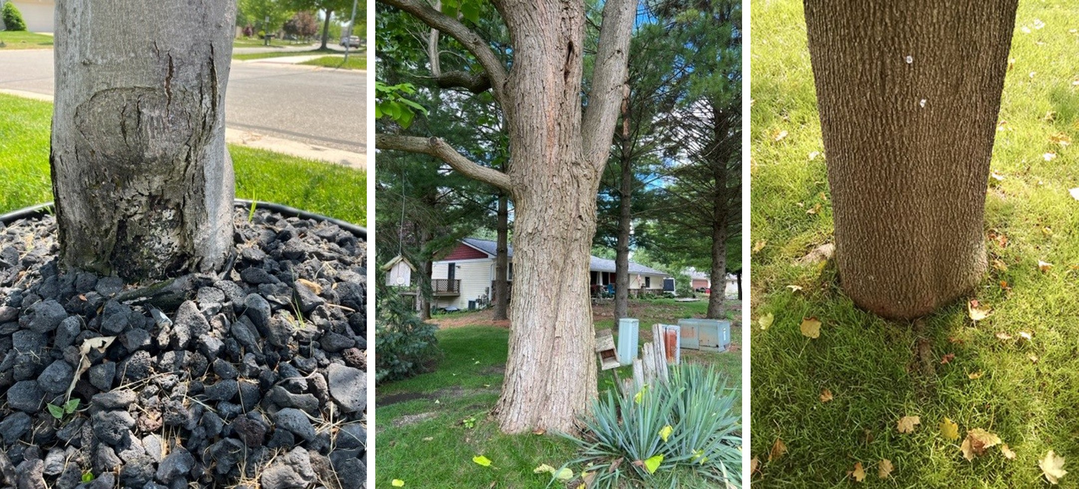 TRUNK_BASE OF TREE.jpg